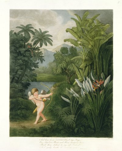 Landscape with Cupid aiming an arrow at a Parrot or Queen Flower (from 